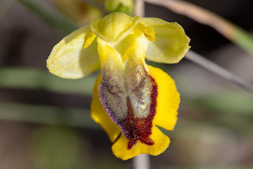 Ophrys phryganae gehört zu den häuffigsten Orchideen von Rhodos. Vati Bati, 01.04.2018