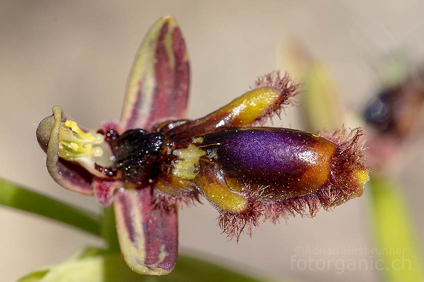Immer wieder erstaunlich bei Ophrys regis-ferdinandii, wie gut die Insektenmimikry gelungen ist... Pilonas, 31.3.2018