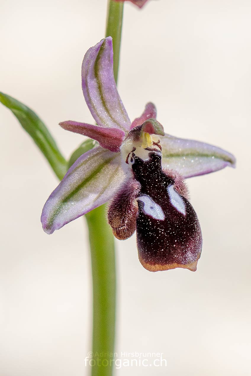 Reinholds-Ragwurz ist eine der schönsten Orchideen von Rodos. Profitis Ilias, 03.04.2018