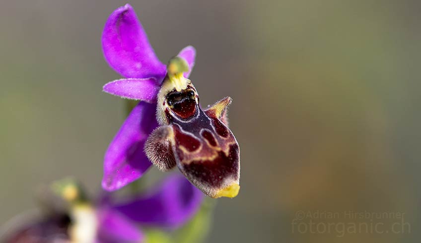 Wie viele andere Inseln der Ägäis, ist auch Rhodos ein Orchideenparadies.