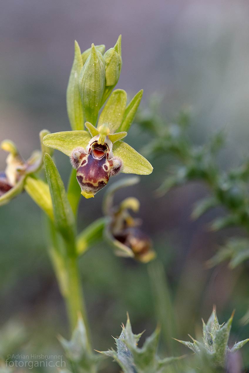 Obwohl in Rhodos viele frühere Orchideenstandorte zerstört sind, beherbergt die Insel noch immer viele Orchideenarten.