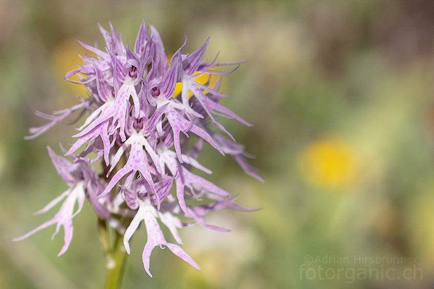 Orchis italica trägt interessante "Männchen" an ihrem Blütenstand. Eleousa, 04.04.2018