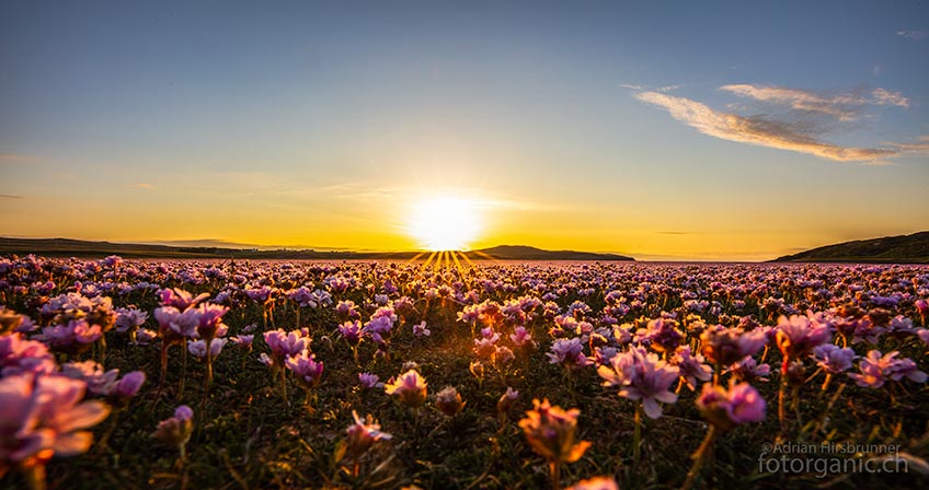 Friedlich und faszinierend: das Blütenmeer der Strandnelken in der Abendsonne. Während der Springflut in der Neumondnacht vom 13. Juni 2018 war die ganze Pracht jedoch plötzlich überflutent...