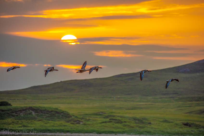 Wie viele andere Orte in Schottland, ist auch die Coigach-Halbinsel ein Vogelparadies.