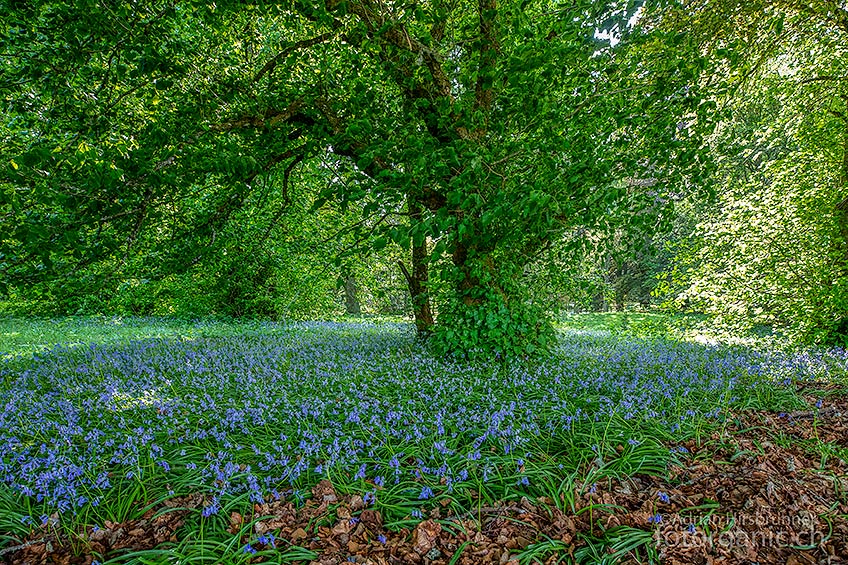 Im Frühling bilden sie vielerorts in Schottland einen blauen Blütenteppich: Die Hasenglöckchen, eine Hyazinthenart.