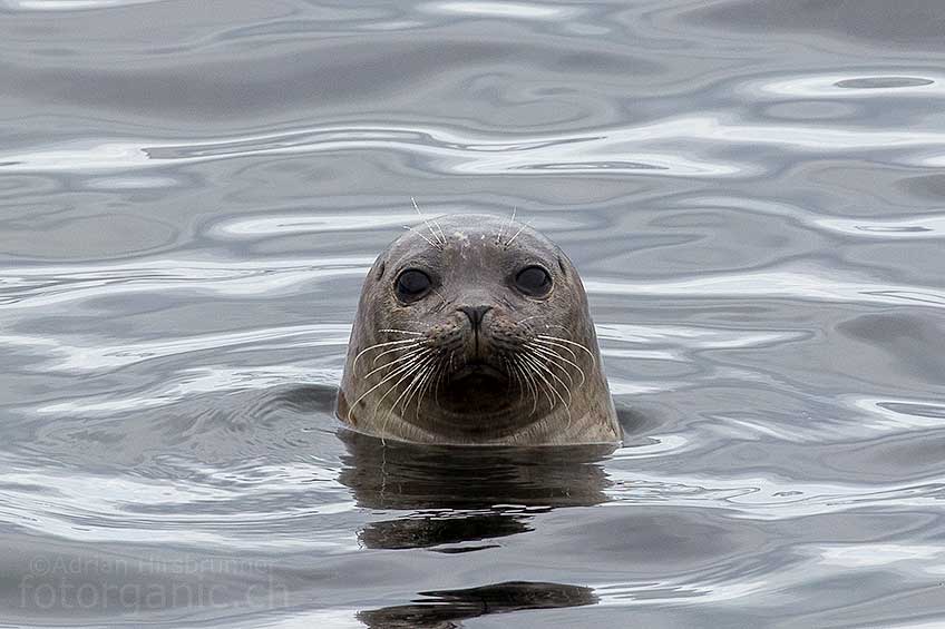 Wenn Du etwas Geduld mitbringst, kannst Du in Schottland immer wieder auf Wildtiere treffen. So wie hier, wo mich an der Küste plötzlich das neugierige Augenpaar einer Robbe mustert.