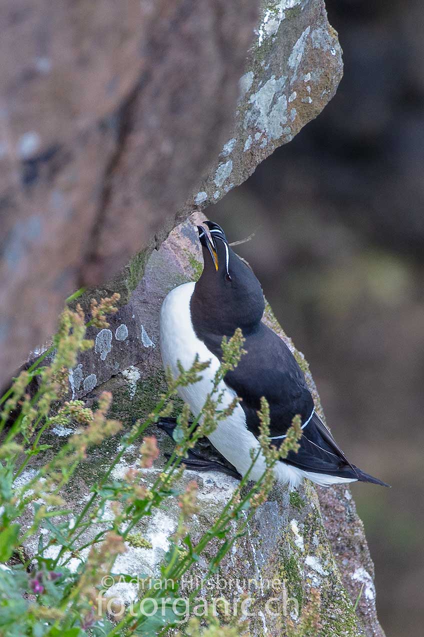 Nebst vielen anderen Vögeln brüten auf Handa Island auch die Tordalken