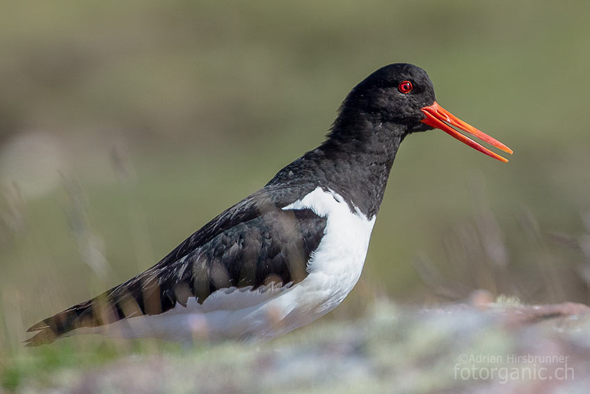 Der Austernfischer ist in Schottland ein auffälliger und häufiger Vogel.