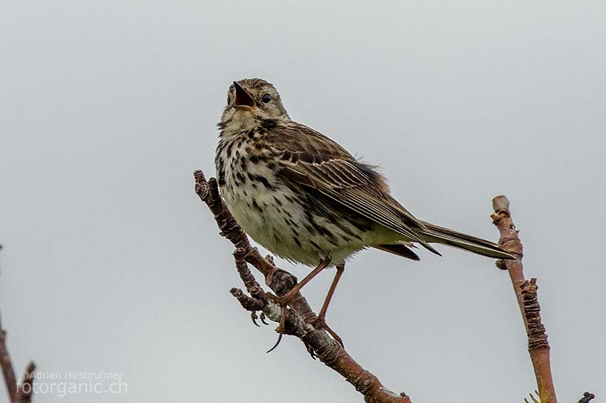 Der kleine Baumpieper ist ein unauffälliger Vogel.