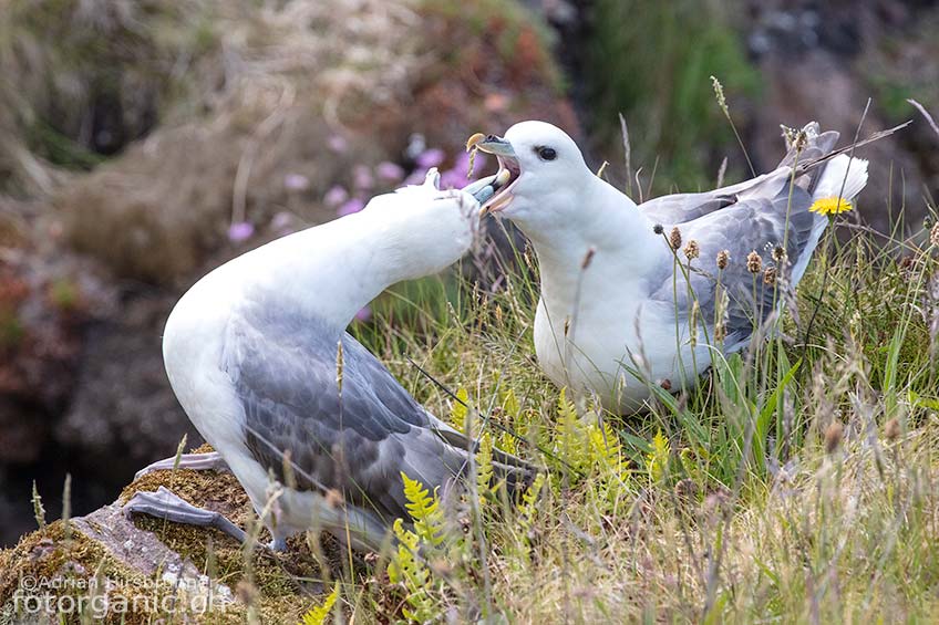 Eissturmvogel-Brutpaar: Das Reiben der Schnäbel gehört zum typischen Verhalten am Brutplatz.