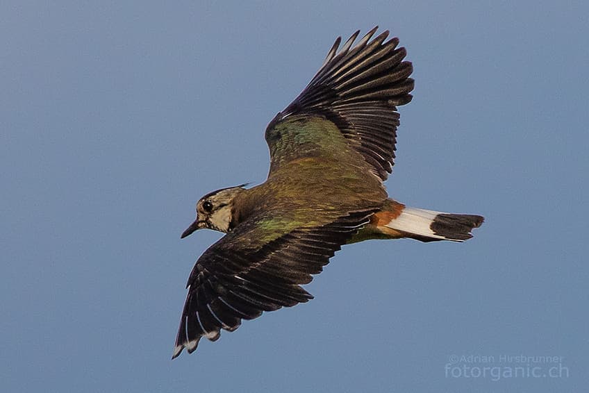 Ein Kiebitz fliegt uns um die Köpfe: Wir sind seinem Gelege wohl zu nahe gekommen.