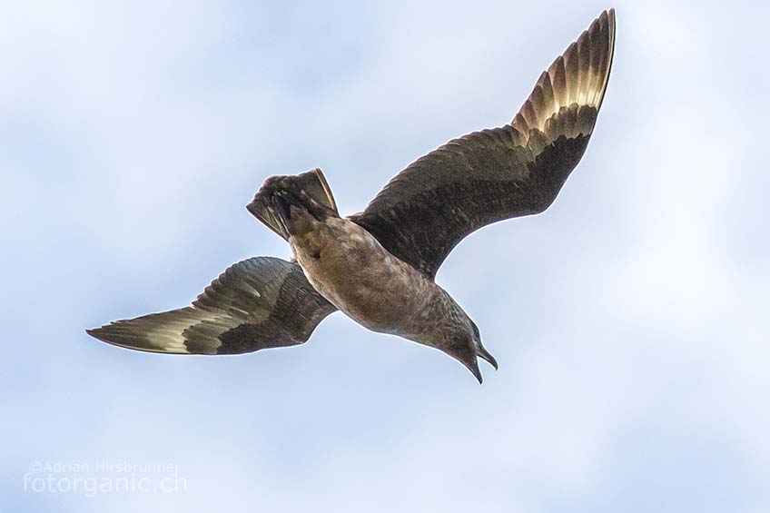 Dieser Vogel besitzt eine eindrückliche Spannweite.