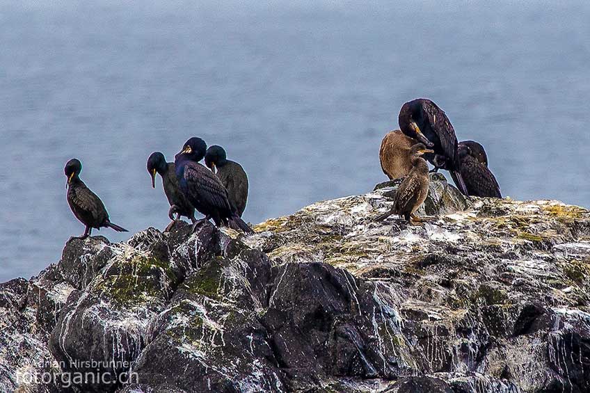 Krähenscharben sitzen bevorzugt auf unzugänglichen Felsen.