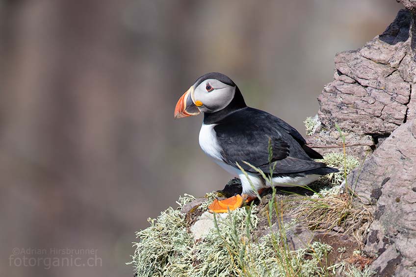 In Schottland findet man Papageitaucher vor allem auf kleinen Vogelinseln.