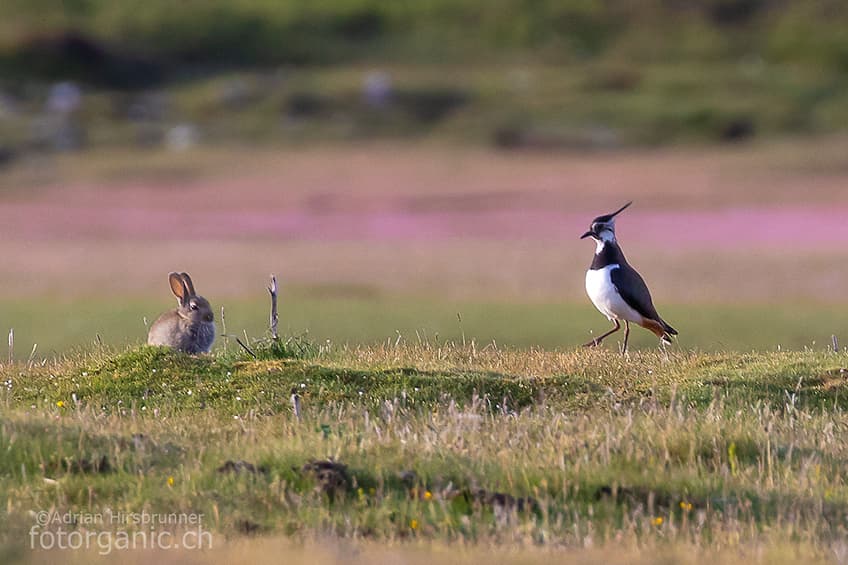 Vielfältige Tierwelt Schottlands: Hier kreuzen sich Kiebitz und Wildkaninchen.