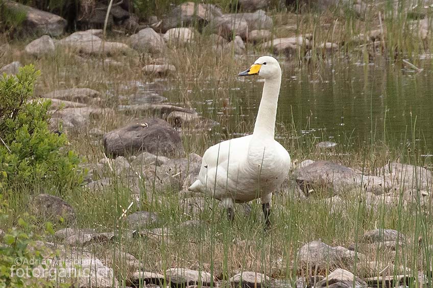 Einsamer Singschwan auf der Halbinsel Coigach in Schottland