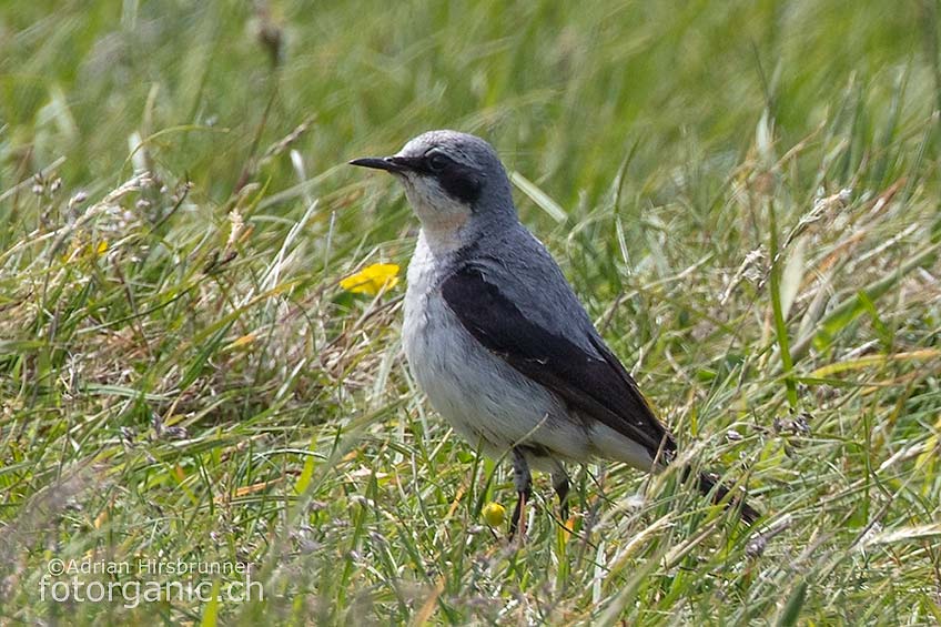 Weil es in Schottland viele felsige Landschaften gibt, ist der Steinschmätzer hier ein verbreiteter Vogel.