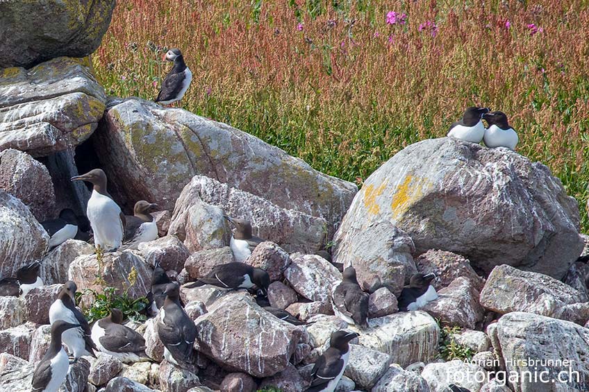Die drei Vogelarten leben in Schottland während der Brutzeit auf den gleichen Vogelfelsen zusammen.