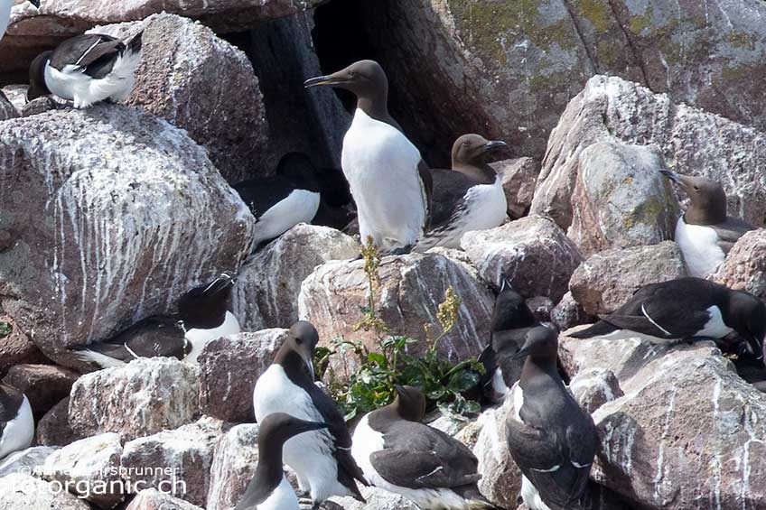 Trottellummen haben eine gewisse Ähnlichkeit mit Pinguinen.