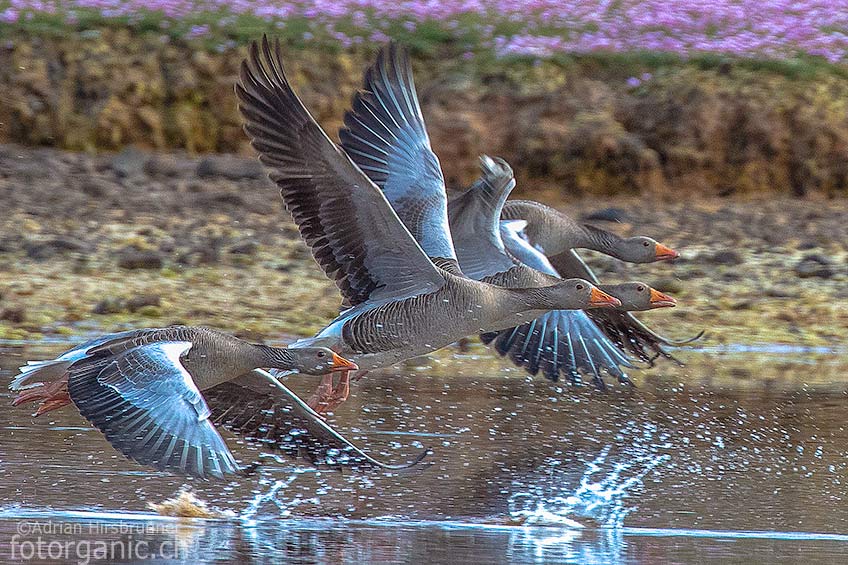 In Schottland gibt es eine vielfältige Vogelwelt. Vögel wie Graugänse sind hier oft anzutreffen