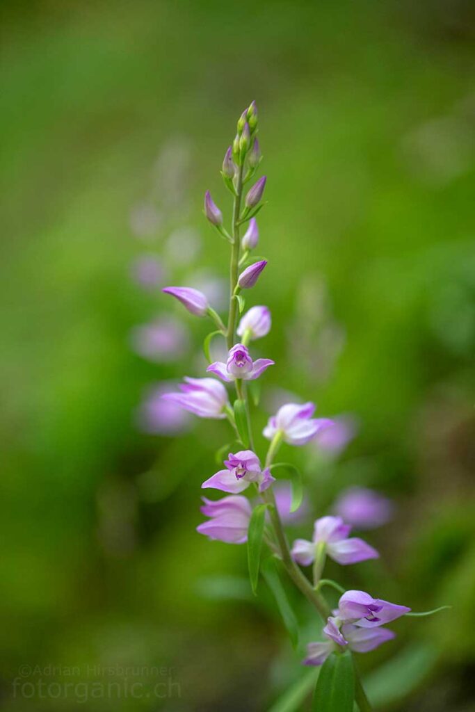 Cephalanthera rubra ist eine Waldorchidee die im Schweizer Mittelland trotz ihrer Seltenheit noch zu finden ist.