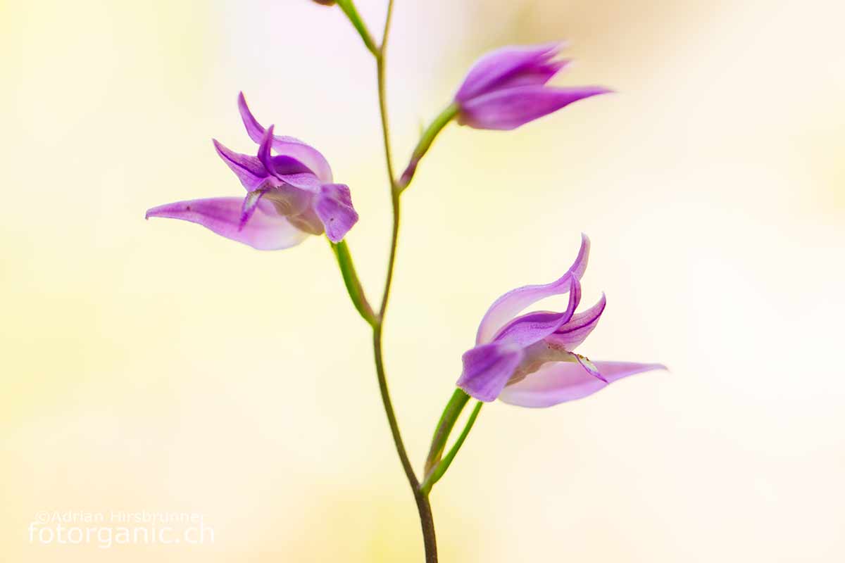 Das Rote Waldvögelein ist eine der schönsten Orchideen der Schweiz.