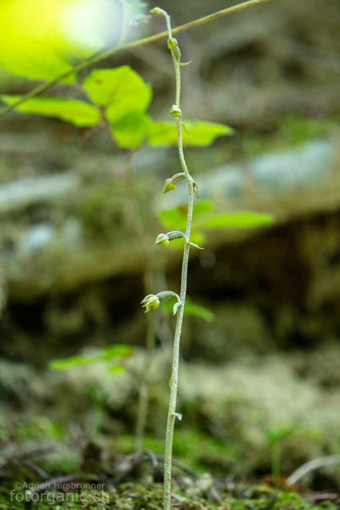 Die Kleinblättrige Stendelwurz ist eine unscheinbare und seltene Orchidee