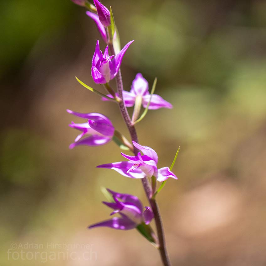 In der Schweiz heimische Orchidee