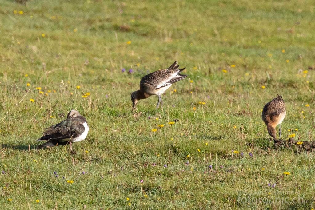 An der Küstenregion von Harris kann man eine vielfältige Vogelwelt beobachten.