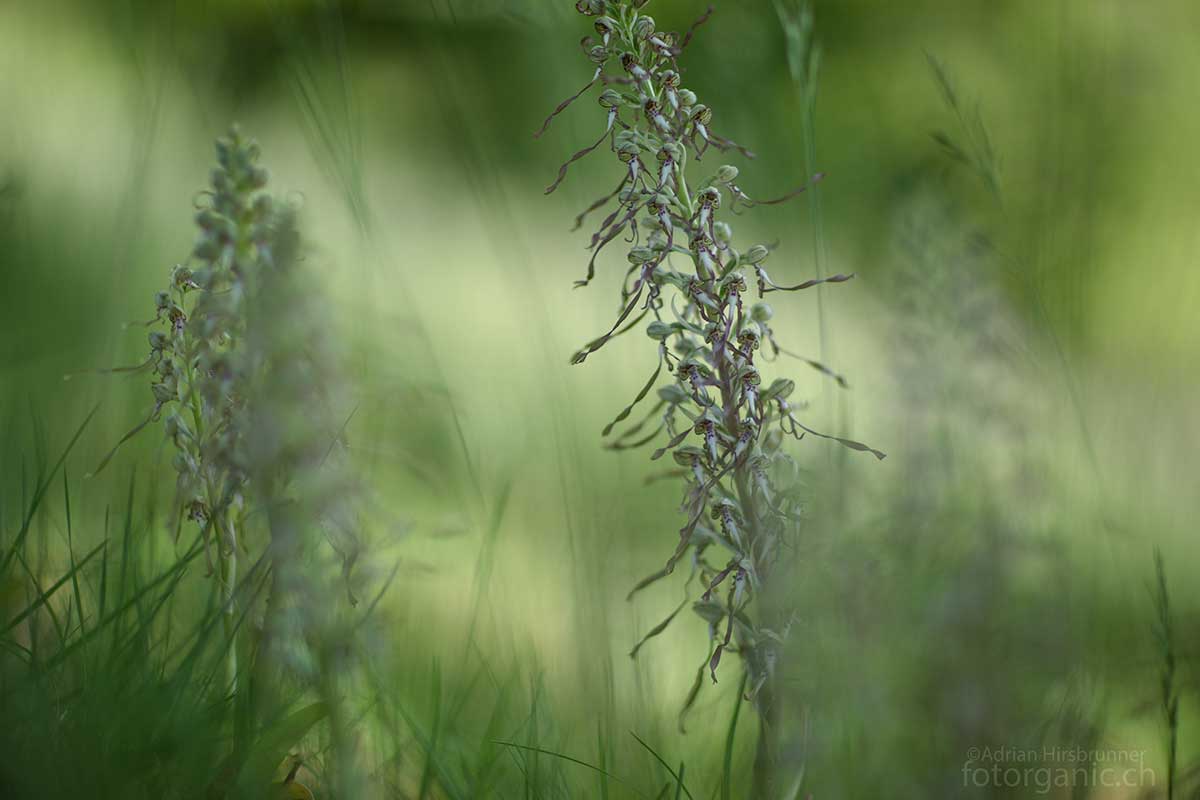 Die Bocks-Riemenzunge ist eine Orchideenart mediterranen Ursprungs.