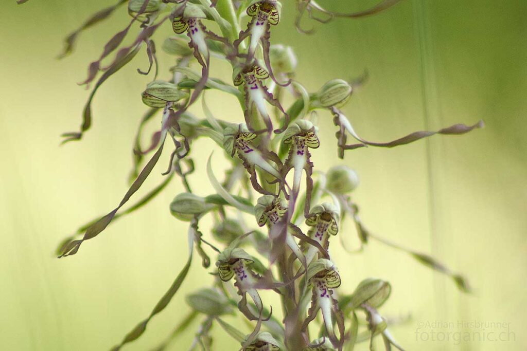Erst wer die Blüten der Riemenzunge von nahe betrachtet, nimmt die Exotik dieser Orchideenart wahr.