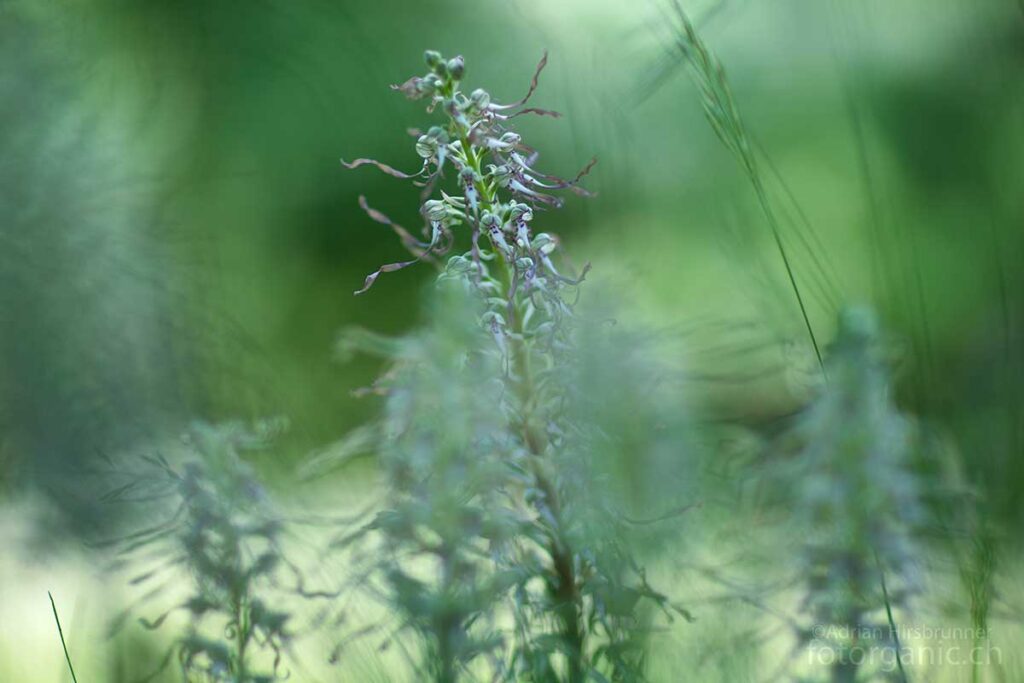 Im Wimmelbild der grünen Wiese geht die Riemenzunge trotz ihrer Grösse beinahe unter.