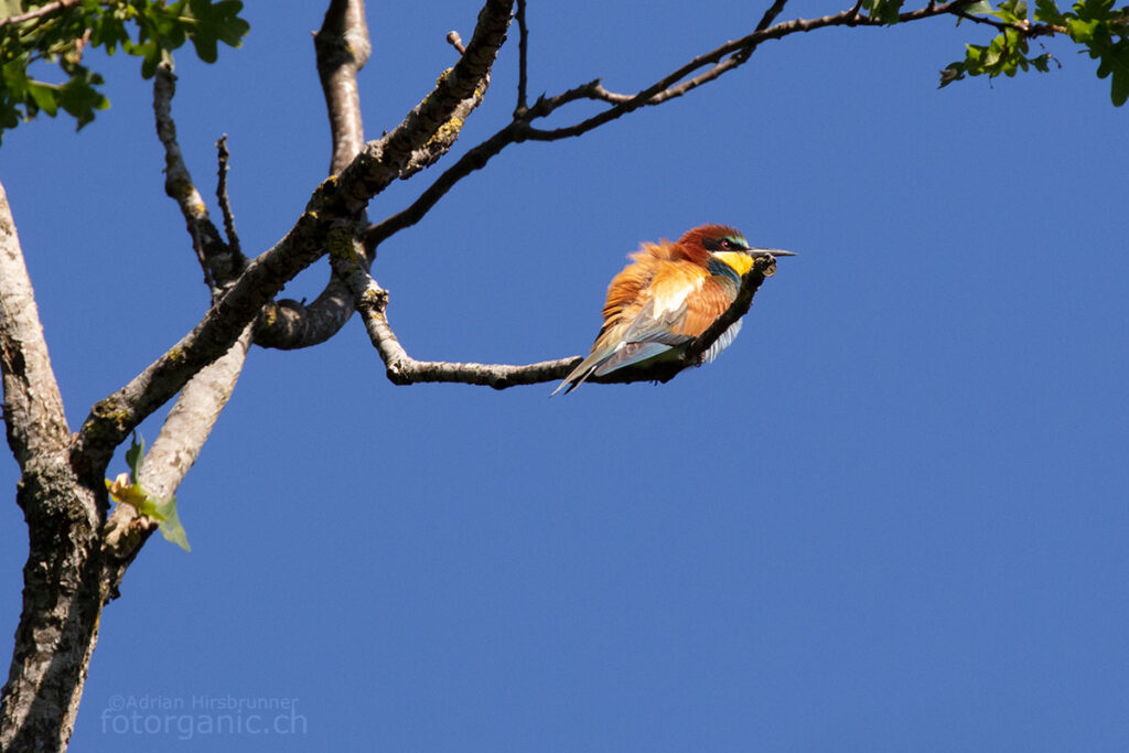 Die bunten Farben des Gefieders machen den Bienenfresser zu einem unverkennbaren Vogel