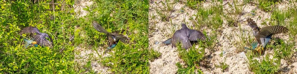 Raubvögel gehören zu den Feinden des Bienenfressers. Hier wird ein Vogel von einem Sperber erbeutet