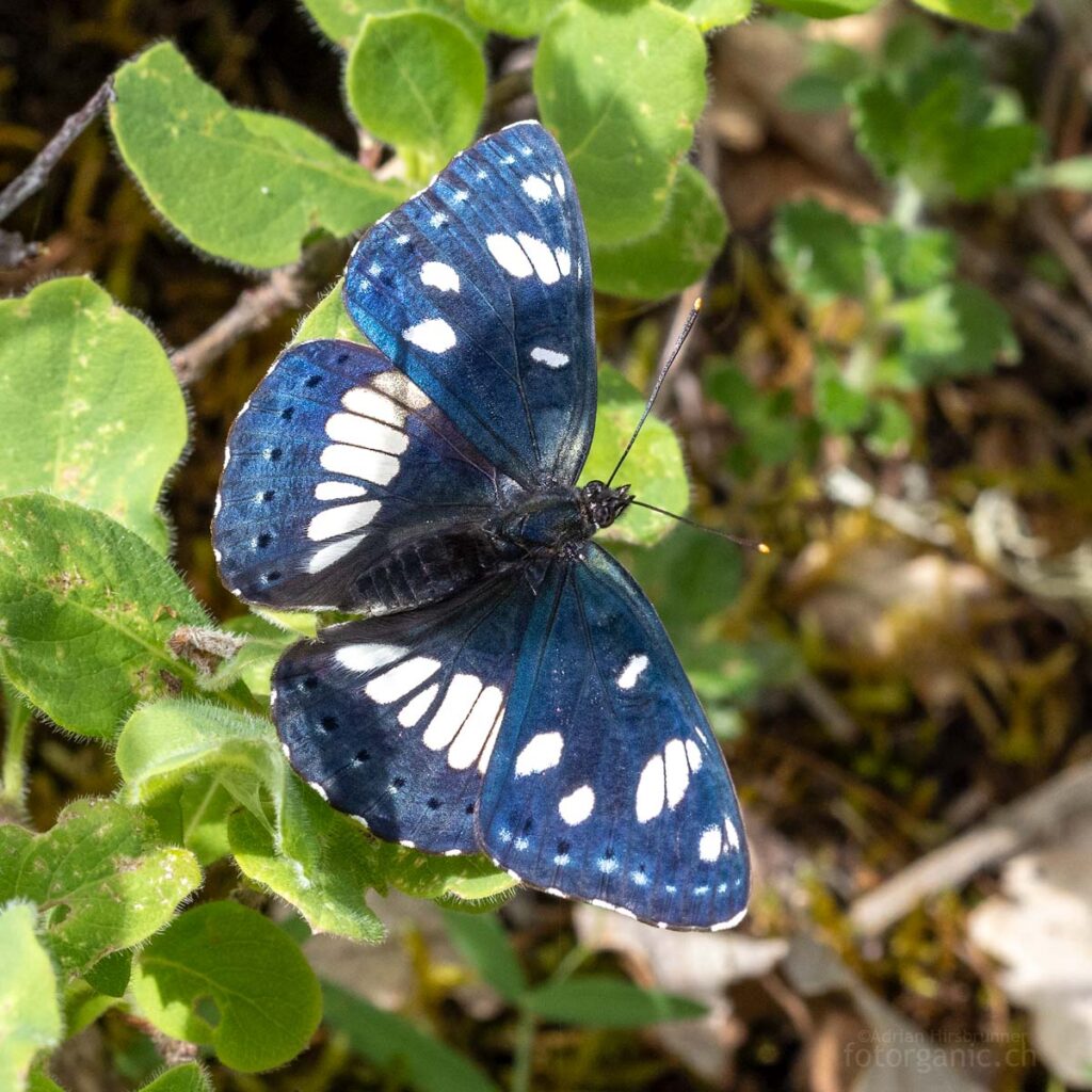Blauschwarzer Eisvogel Das blaue Schillern der Flügeloberseite des Blauschwarzen Eisvogels sieht man nur bei optimalem Winkel zum Licht und bei frischen Faltern.