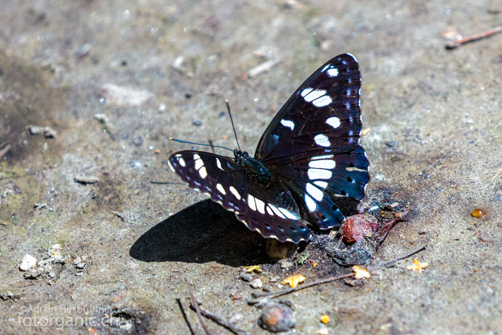 Der Blaue Eisvogel ist oft auf dem Erdboden zu beobachten. Gerne saugt er an verwesenden Früchten, gelegentlich auch an Exkrementen.