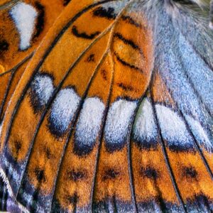 Hintergrundbild, das einen Teil eines Flügels von Limenitis zeigt.