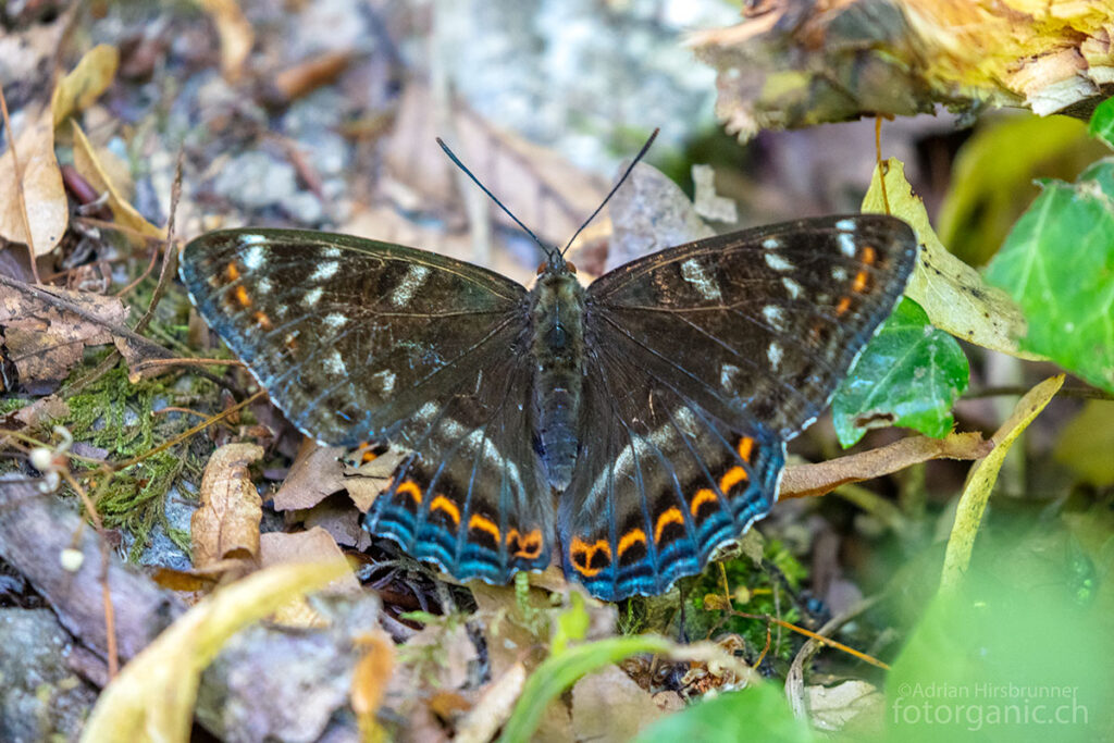 Der Grosse Eisvogel ist einer der grössten Schmetterlinge Europas. Dieser Waldtagfalter ist überall selten und schwer zu finden.