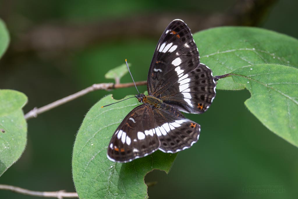Limenitis camilla Frisches Exemplar des Kleinen Eisvogels auf Wald-Geissblatt