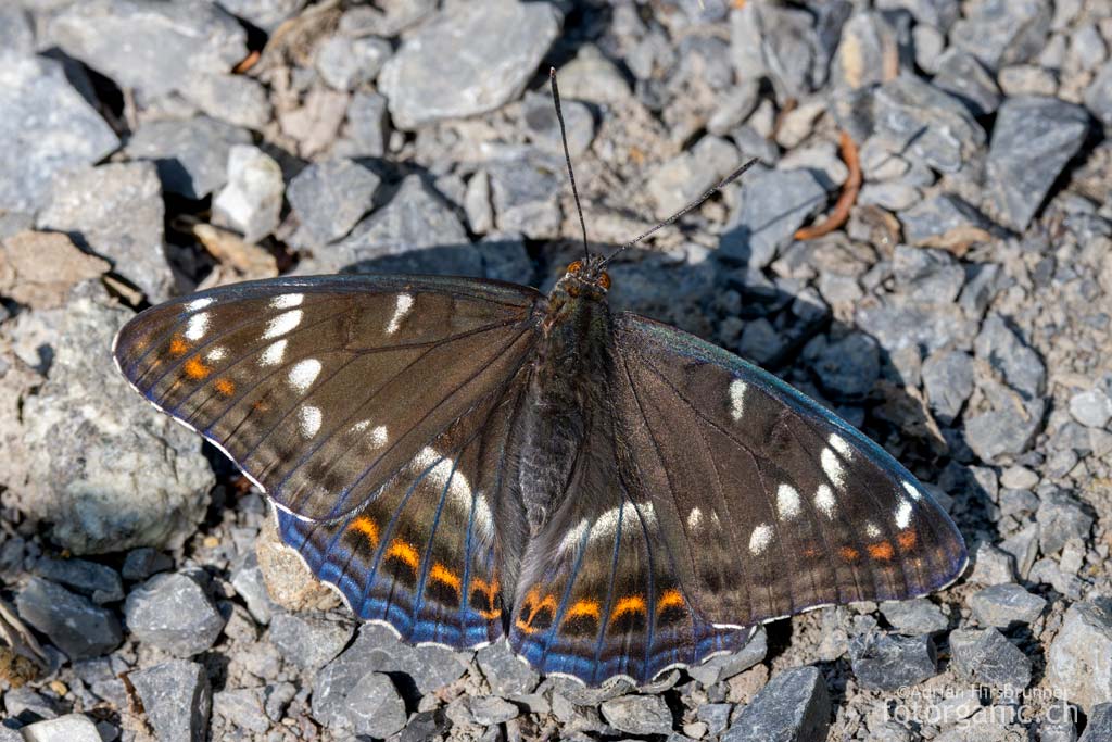 Limenitis populi, Lauterbrunnental Limenitis populi beim Mineraliensammeln