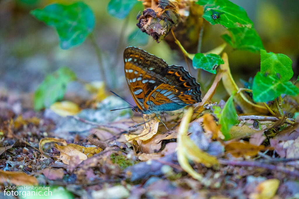 Schmetterlinge im Wald: Der Grosse Eisvogel ist einer der seltensten Waldtagfalter Europas