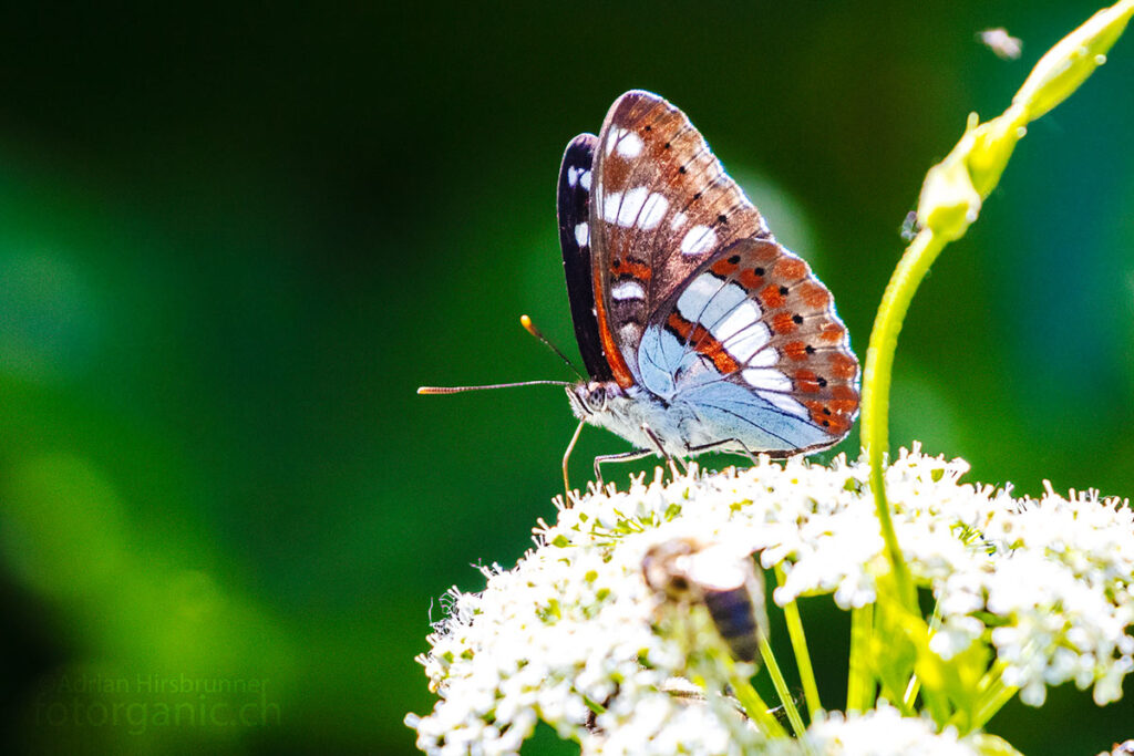 Als einzige Limenitis Art ist der Blauschwarze Eisvogel öfters auch auf Blüten anzutreffen. 