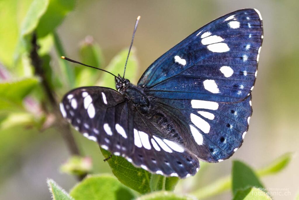 Flügeloberseite Limenitis reducta Hier sieht man, wie die Flügeloberseite des Blauschwarzen Eisvogels abhängig vom Betrachtungswinkel blau oder schwarz erscheint.