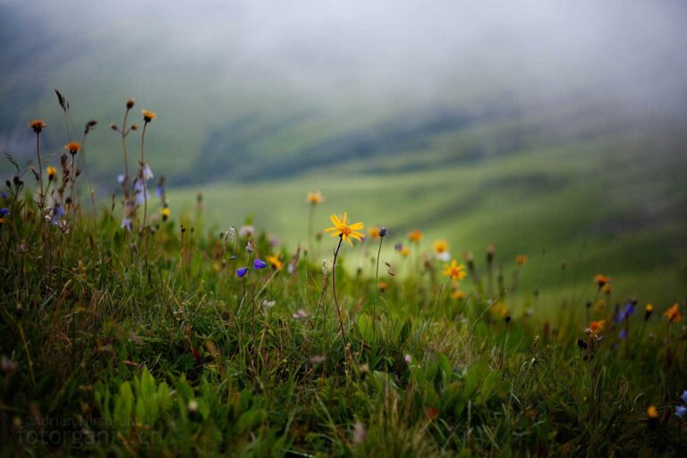 Schöne Alpenwiese mit Arnika, Glockenblumen und Pippau