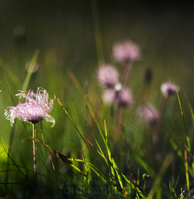 Abgeblühte Anemonen, auch Küchenschellen genannt, im Morgenlicht