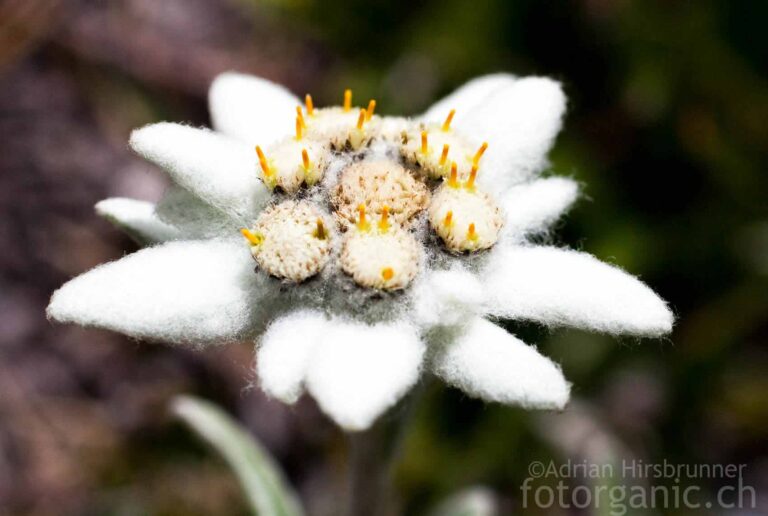 In der Region der Wildhornhütte ist das Edelweiss Zuhause