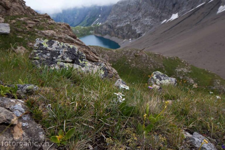 Typische Gebirgsvegetation mit Edelweiss, zwischen Tungelpass und Wildhornhütte