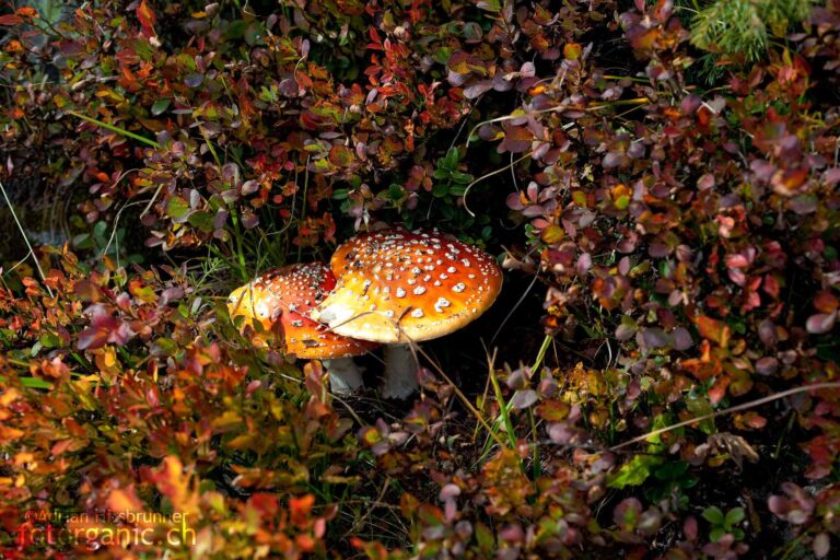 Das Rot der Heidelbeeren und Rauschbeeren macht selbst dem Fliegenpilz Konkurrenz