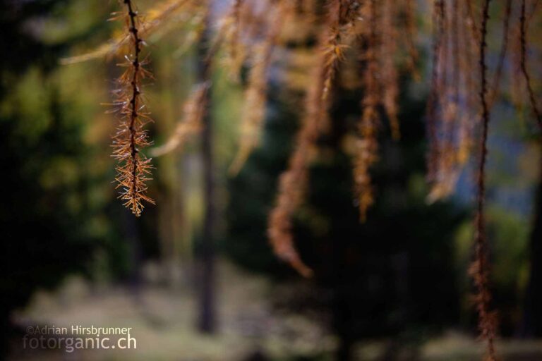 Herbst im Engadin: als Fotograf möchte man nur noch mit den Farben spielen.