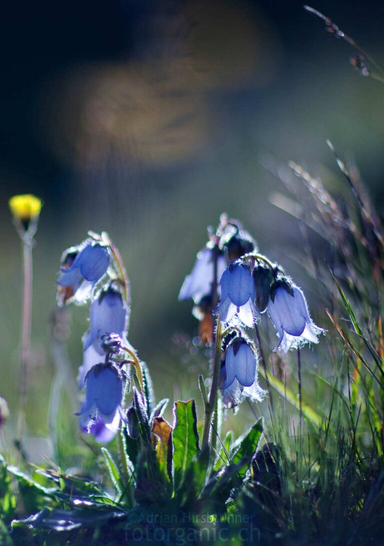 Aufgrund ihrer Haare, ist die Bärtige Glockenblume ein interessantes Fotomotiv